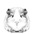 Plump cute Guinea pig Royalty Free Stock Photo