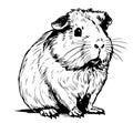 Plump cute Guinea pig, sketch vector graphics black and white drawing Royalty Free Stock Photo