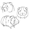 Plump cute Guinea pig, sketch vector graphics black and white drawing Royalty Free Stock Photo