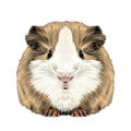 Plump cute Guinea pig Royalty Free Stock Photo