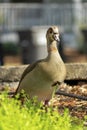 Plump duck hidden in the hills and grass in a park or outdoor lake area in urban or suburban setting with rocks and dirt