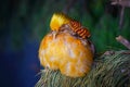 A plump golden Chinese pheasant sits in a tree. Portrait of a bright and colorful bird Royalty Free Stock Photo