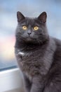 Plump gray British cat