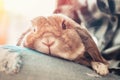 A plump gray lop-eared rabbit sits on a person's lap. Close-up portrait of a rabbit. Concept of caring for Pets