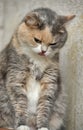 Plump gray with a red and white cat