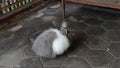 A plump gray white rabbit and cat facing the camera