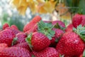 Plump, hand picked strawberries from the vegetable garden; farm life