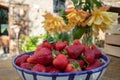 Plump, hand picked strawberries from the vegetable garden; farm life. yellow roses in the background Royalty Free Stock Photo