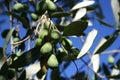 Plump Italian Olives Royalty Free Stock Photo