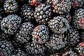 Plump and juicy blackberries