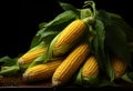 Fresh corn on the cob with green leaves on a dark background