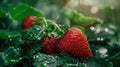 Plump, juicy strawberries, embellished with sparkling dew drops, recline upon verdant green foliage. Generative AI Royalty Free Stock Photo