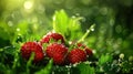 Plump, juicy strawberries, embellished with sparkling dew drops, recline upon verdant green foliage. Generative AI Royalty Free Stock Photo