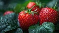 Plump, juicy strawberries, embellished with sparkling dew drops, recline upon verdant green foliage. Generative AI Royalty Free Stock Photo