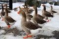 Plump Perigord geese with red beaks walk around farm in winter. Goose Farm, gray geese, fattened duck, waterfowl, poultry. Gourmet Royalty Free Stock Photo