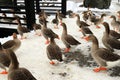 Plump Perigord geese with red beaks walk around farm in winter. Goose Farm, gray geese, fattened duck, waterfowl, poultry. Gourmet Royalty Free Stock Photo