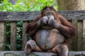 Plump and Playful Young Orangutan sitting on the bench Royalty Free Stock Photo