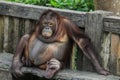 Plump and Playful Young Orangutan sitting on the bench