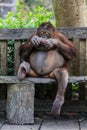 Plump and Playful Young Orangutan sitting on the bench