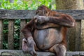 Plump and Playful Young Orangutan sitting on the bench