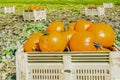 Plump Pumpkin Harvest