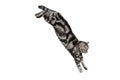 cat isolated on transparent background. Jump moment in the air. Black Silver Marble