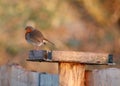 Plump Robin on bird table Royalty Free Stock Photo