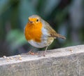 Plump robin on a fence