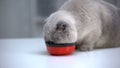 Plump scottish fold enjoying food from bowl, overweight in adult domestic cats Royalty Free Stock Photo