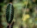 The plump and spiky spines of Cereus Peruvianus cactus Royalty Free Stock Photo