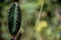 A plump and spiky spines of Cereus Peruvianus cactus Royalty Free Stock Photo