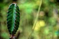 A plump and spiky spines of Cereus Peruvianus cactus Royalty Free Stock Photo
