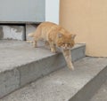 chubby ginger street cat descends the steps of the house