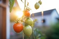 plump tomatoes on the vine at first light Royalty Free Stock Photo