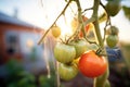 plump tomatoes on the vine at first light Royalty Free Stock Photo