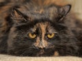 Plump tortie cat lies Royalty Free Stock Photo