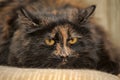 Plump tortie cat lies Royalty Free Stock Photo