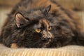 Plump tortie cat lies Royalty Free Stock Photo