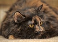 Plump tortie cat lies Royalty Free Stock Photo