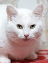 Plump white cat