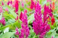 Plumped celosia flower Royalty Free Stock Photo