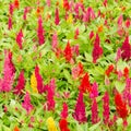 Plumped celosia flower Royalty Free Stock Photo