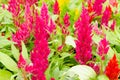 Plumped celosia flower Royalty Free Stock Photo