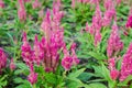 Plumped celosia Royalty Free Stock Photo