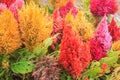 Plumped celosia flower in the garden Royalty Free Stock Photo