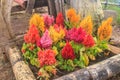 Plumped celosia flower in the garden Royalty Free Stock Photo