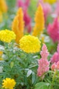 Plumped Celosia Flower In The Garden Royalty Free Stock Photo