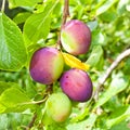 Plums Royalty Free Stock Photo