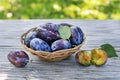 Basket of fresh ripe Plums Royalty Free Stock Photo