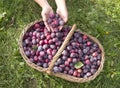 Plums basket Royalty Free Stock Photo